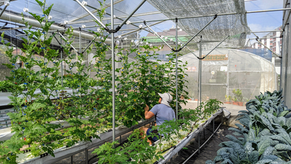 Ben Ang in his greenhouse, where he grows and tests plants.