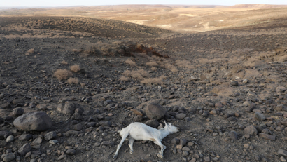 A dead goat is seen near Loiyangalani, Kenya, March 20, 2017.