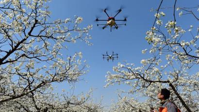 Worker looks on as drones are used to pollinate pear blossoms at a pear farm in Cangzhou