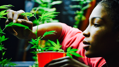 A women at an LA dispensary tending cannabis plants.