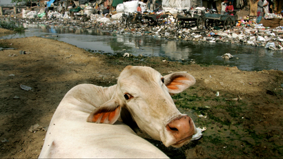India-cow-garbage