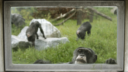 chimps in enclosure