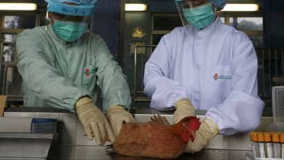 Chinese doctors examining a chicken