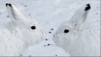 Two white hares about to kiss.