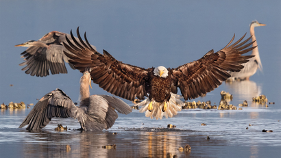The Bald Eagle fights with heron for fish.