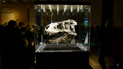 The original skull of a Tyrannosaurus rex skeleton is shown at the Natural History Museum in Berlin, Germany December 16, 2015. The approximately 70 million year-old fossil, which was found in Montana, U.S. in 2012, will be displayed to the public for the first time in a special exhibition. Nick-named 'Tristan', the skull is one of the world's best-preserved Tyrannosaurus rex specimens. REUTERS/Pawel Kopczynski - LR2EBCG0ZT7KD
