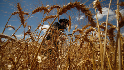 Man harvests wheat for matzah.