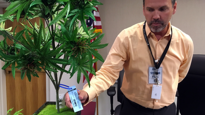 CORRECTS SPELLING OF COMPANY NAME TO METRC INSTEAD OF METRICS - In this Wednesday, May 15, 2016 photo, Todd Golden, associate director of metrc, displays a sample tag which can be scanned by radio-frequency identification devices, on an artificial marijuana plant at the Oregon Liquor Commission offices in Portland, Ore. After months of public hearings with pot growers, lawmen, public health officials and others, the Oregon Liquor Control Commission is racing to finalize recreational marijuana regulations and issue licenses to hundreds of businesses within a few months.