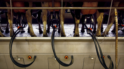 Cows stand in stalls as they are milked on a 40-hectare farm managed by New Zealand dairy export giant Fonterra Co-operative Group in Yutian County, Hebei Province around 150 km (93 miles) southeast of Beijing March 15, 2012. The dairy farm is part of a new international investment strategy by Fonterra, the world's largest dairy cooperative, that involves the building and operating of its own large-scale dairy farms, so it can be certain of the quality of the dairy products it sells. The investment comes after Fonterra's original NZ$200 million investment in China with state-owned partner Sanlu, that collapsed in 2008 following revelations that its baby formula was fatally contaminated by the chemical compound melamine. Picture taken March 15, 2012. REUTERS/David Gray