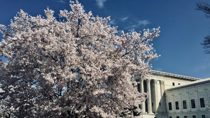The US Supreme Court behind a cherry blossom tree in spring 2020.