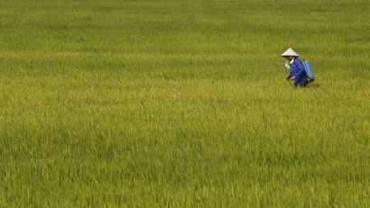 A farmer sprays chemical pesticide on a rice paddy field in Ninh Binh province, south of Hanoi, Vietnam