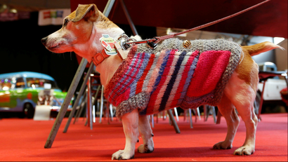 A dog wearing a sweater.