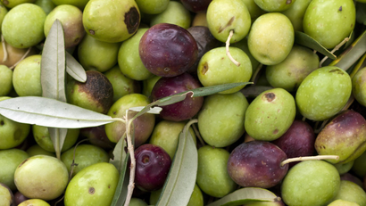 Olives are seen during harvest season.