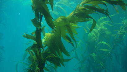 Green giant kelp amid blue water.