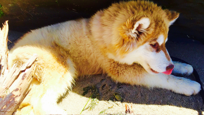 Husky malamute pup at the beach.