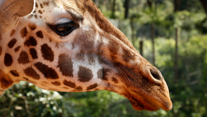 Giraffes face extinction as their numbers decline rapidly due to shrinking habitats