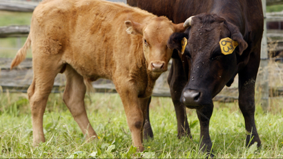This Tuesday, June 28, 2011 photo shows a male Wagyu calf, left, standing with its mother at Meadows Farm in Cazenovia, N.Y. Kobe beef from the United States can't be called Kobe. Because of an import ban, Kobe-style or Wagyu beef is the closest most Americans can come to tasting the legendary meat. (AP Photo/Mike Groll