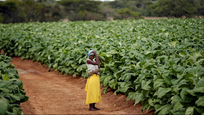 A farm worker looks on during the harvesting of tobacco at Dormervale farm east of Harare