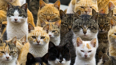 An army of cats on an island in Japan