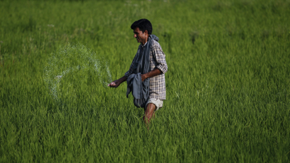 A Kashmiri farmer spreads fertiliser on a rice field on the outskirts of Srinagar