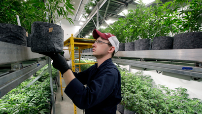 Head grower Mark Vlahos, of Milford, Mass., tends to cannabis plants, Thursday, July 12, 2018, at Sira Naturals medical marijuana cultivation facility, in Milford, Mass.