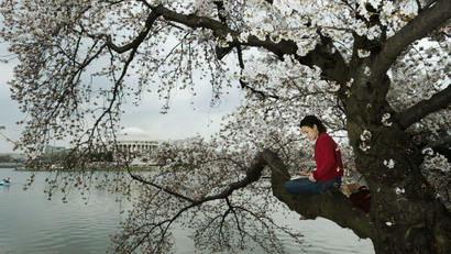 spring reading in a cherry blossomed tree