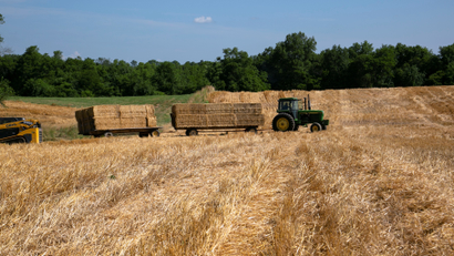 A tractor transports bales of straw across wheat field.