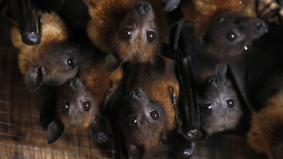 ebola marburg virus epidemic outbreak fever uganda west africa sierra leone liberia guinea Grey-headed flying foxes reside in animal trainer Santisak Dulapitak's house in the outskirts of Bangkok September 10, 2009. Santisak, 53, has been training his animals to appear in advertisements and movies for more than two decades. The grey-headed flying fox, a type of fruit bat, is one of many animals Santisak trains. Picture taken September 10, 2009. REUTERS/Sukree Sukplang
