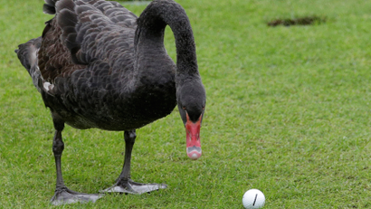 Swan and golf ball.