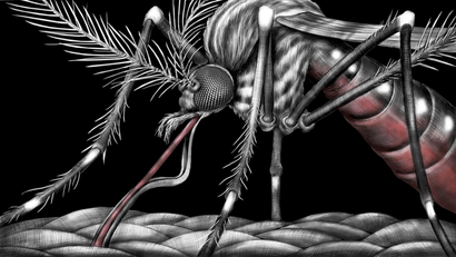 Mosquito: illustration by Tim Jeffs