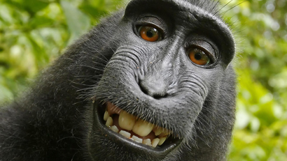If a monkey takes a selfie in the forest, and no one is around to see it, does he make money?