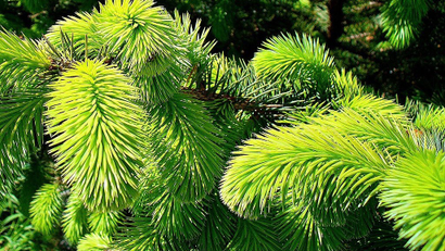 Sitka spruce leaves.