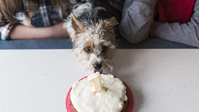 Dog with a cake and '1' candle