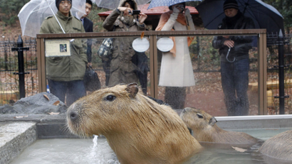 Capybaras sit inside a hot tub at the Saitama Children's Zoo in Higashimatsuyama, north of Tokyo December 11, 2009.