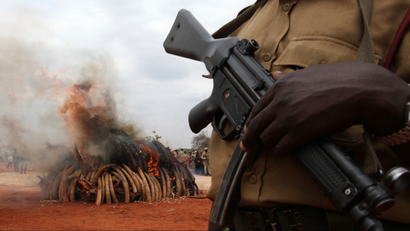 A warden stands guard as an illegal consignment of five tonnes of Ivory confiscated from smugglers is destroyed during the African Elephant Law Enforcement Day in Tsavo West National Park, 380 km (236 miles) east of capital Nairobi July 20, 2011. The confiscated consignment, recovered from smugglers in Singapore in 2002, originated from poaching activities in both Zambia and Malawi, government officials said. REUTERS/Noor Khamis