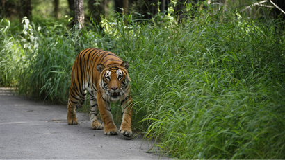 India-Tiger-Wildlife-Environment