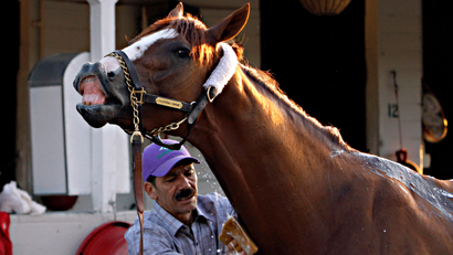 Kentucky Derby winner California Chrome reacts as groomer Raul Rodriguez gives him a bath after a jog on the track at Churchill Downs in Louisville, Ky., Wednesday, May 7, 2014.