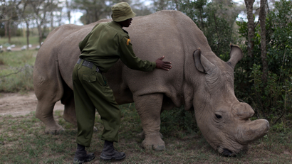 Rhino horn killings decrease as arrests of poachers increase in South Africa