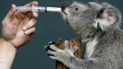 Petra the koala receives her medication after an operation at Sydney Wildlife World.