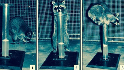 Raccoons do Aesop's Fable test.
