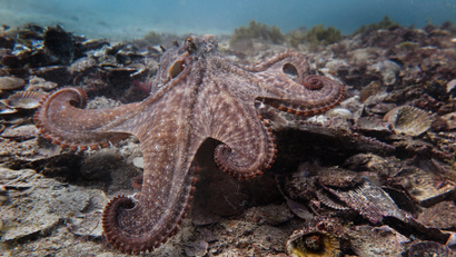 Gloomy octopus in Octlantis.