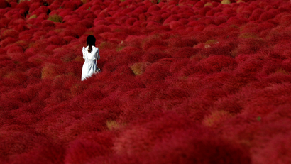 A woman stands in a field of fireweed, or Kochia scoparia, at the Hitachi Seaside Park in Hitachinaka