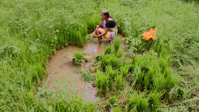 Indian farmer in a rice paddy