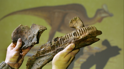 A man holding up a fossilized jaw of a duck-billed dinosaur against a picture of it.
