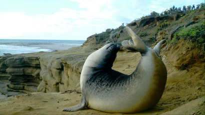 An elephant seal caught on camera stretching.