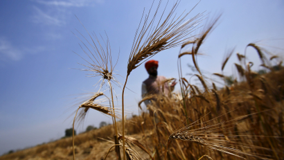 A farmer stands in his wheat field, which was damaged by unseasonal rains, in Vaidi