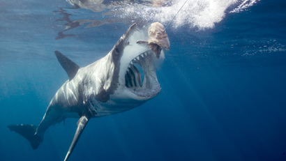 Great white shark arching body and opening mouth for bait (wide-angle)