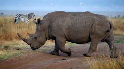 Rhino poaching: IBM’s Watson, MTN cellular network, Wageningen University research and zebras used to prevent illegal poaching at Welgevonden Game Reserve