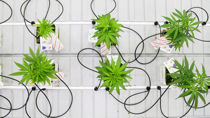 Small marijuana plants grow in a lab.