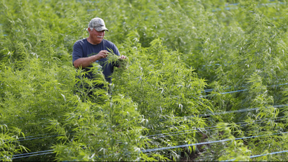A Michigan hemp farmer checks his crop.